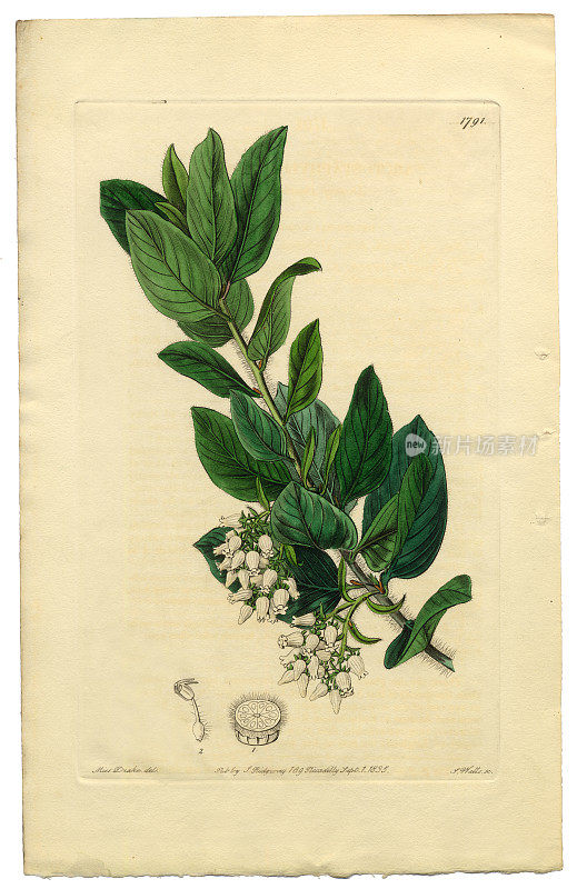 古董雕刻，牛毛熊维多利亚植物插图，Downy Bearberry, Bearberry, 1835年